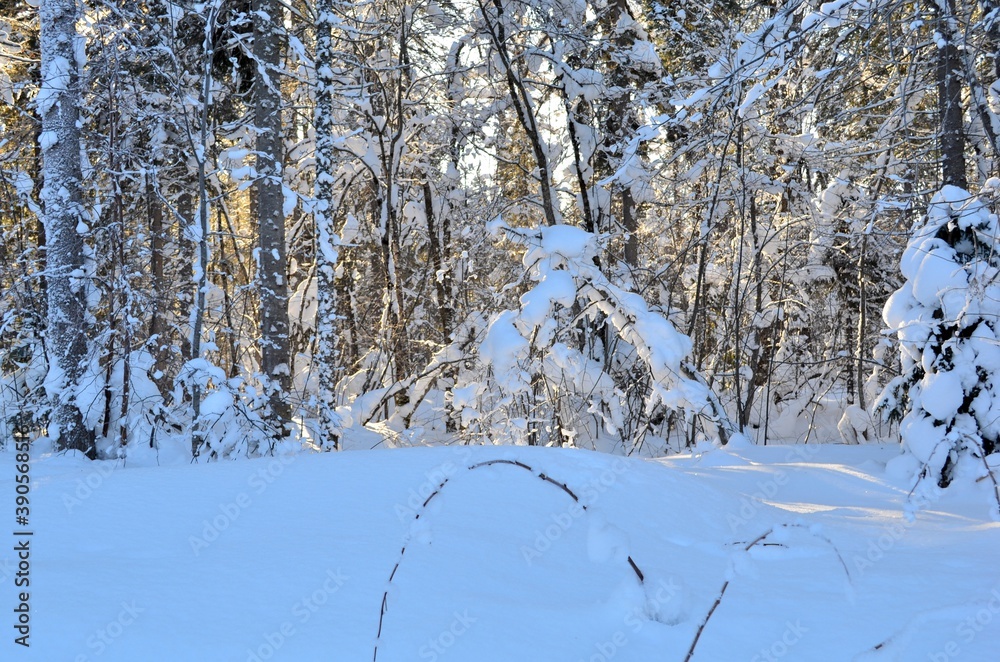 Winter landscape in the forest with deep snowdrifts, caps of snow on the trees. Winter landscape in the forest with deep snowdrifts, caps of snow on the trees.