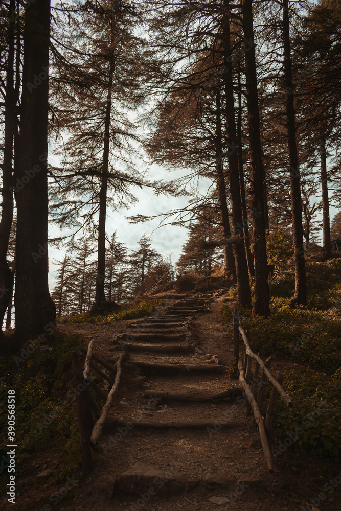moody photograph of stairway in nature surrounded by tall trees during autumn season moody photograph of stairway in nature surrounded by tall trees during autumn season