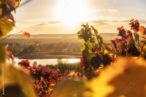 фотографія Gefärbte Blätter der Weinreben auf einem Weinberg am Süßen See in Sachsen-Anhalt