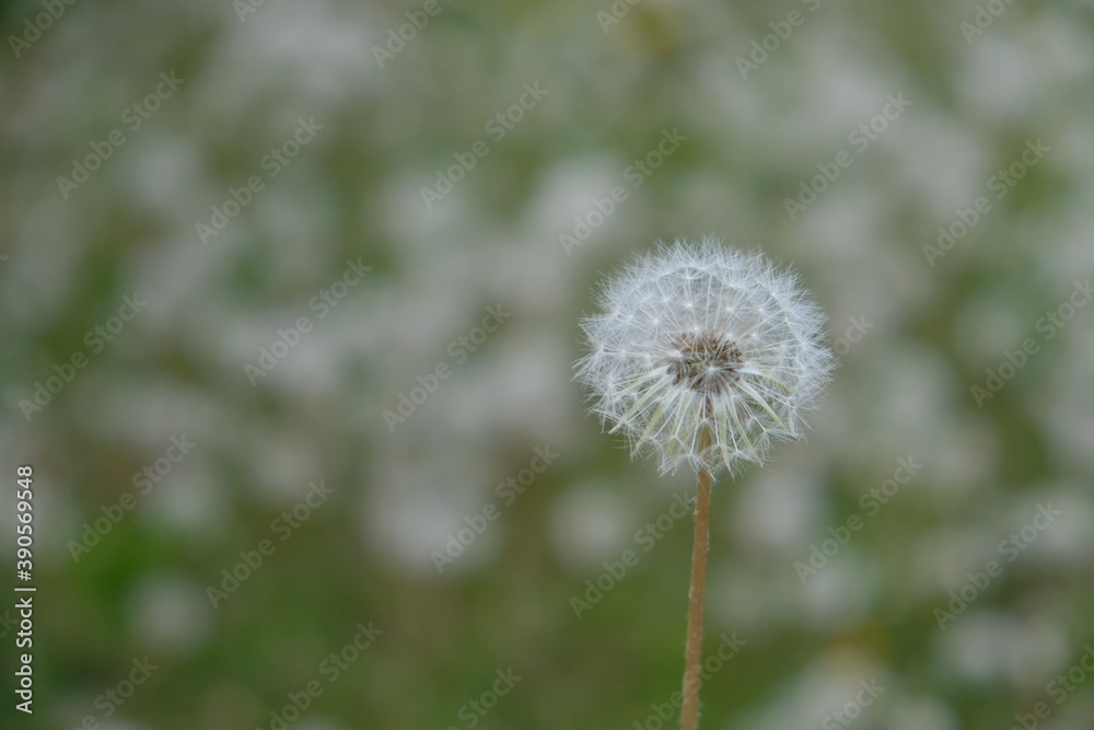 Pusteblume