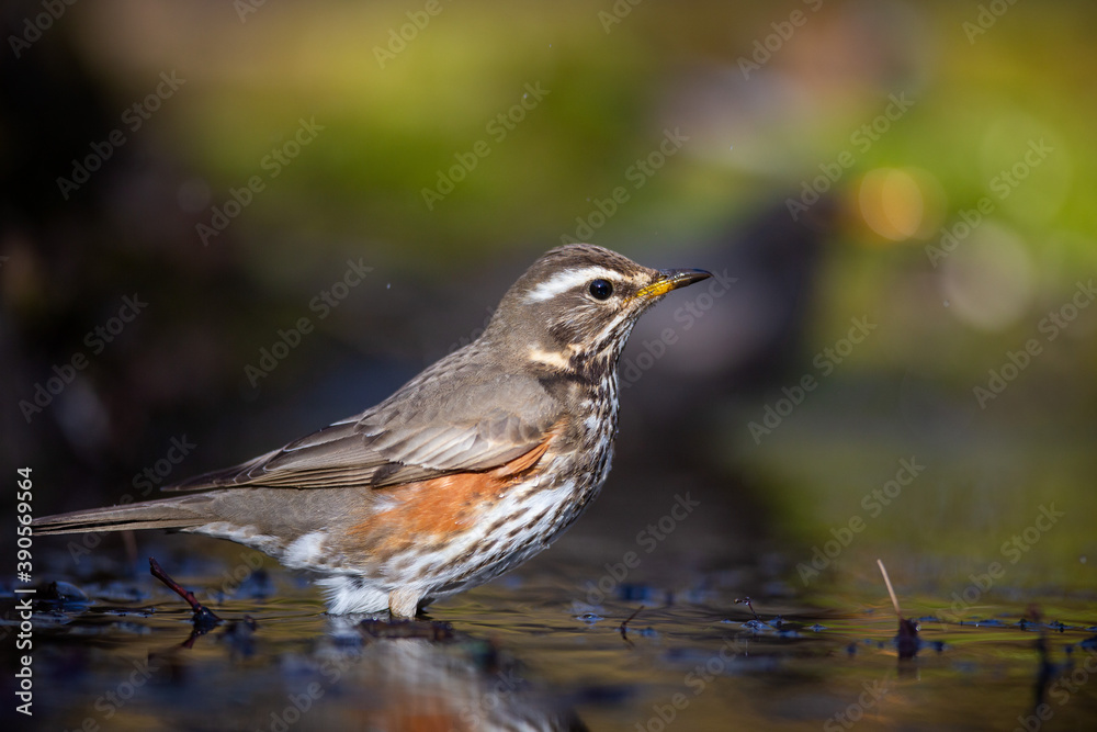 The Redwing The Redwing