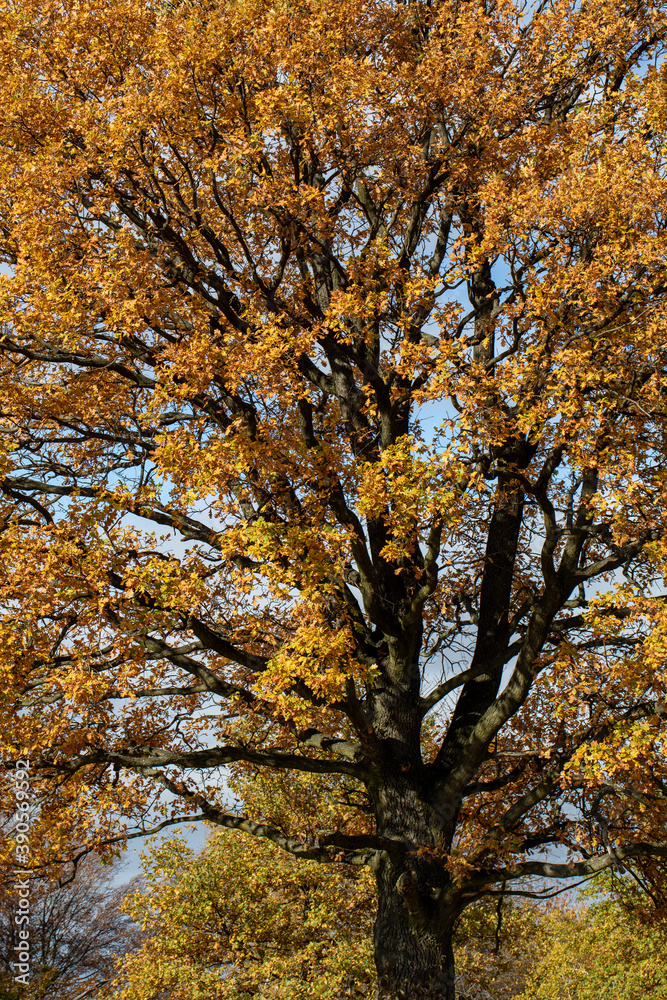 Oak tree with golden autumn foliage in sunny  day. Colorful autumn landscape.