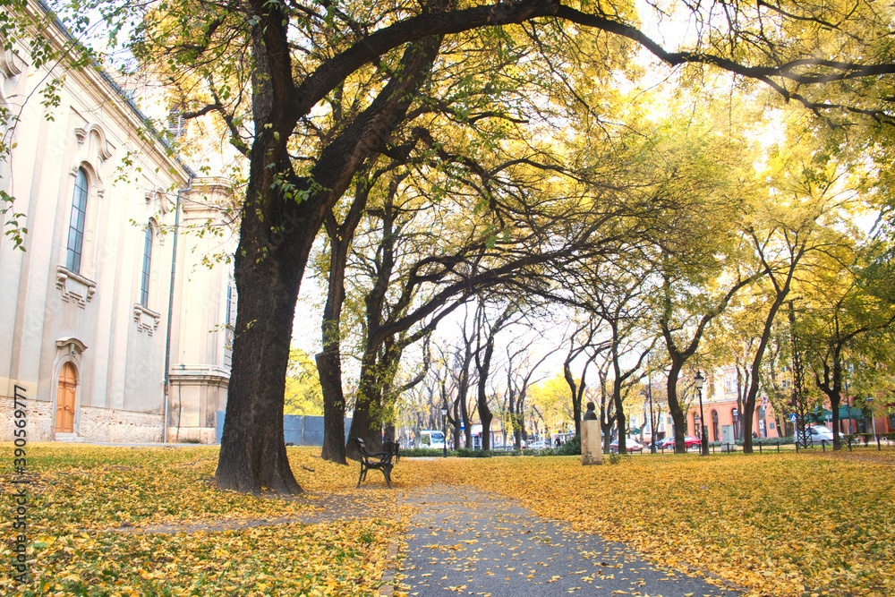 Beautiful autumn street with fall leaves in the historic center of Subotica city, Serbia