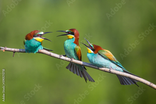 The three Bee-eaters
