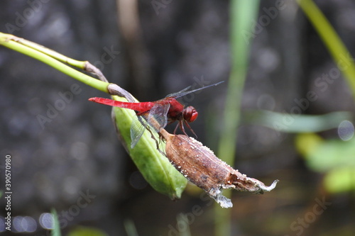 Male scarlet skimmer is resting on a dead flower.