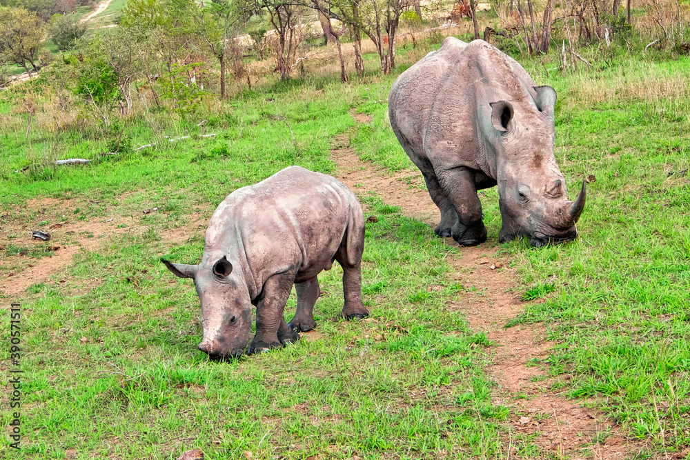 Obraz premium White Rhinoceros, Ceratotherium simum, Square-lipped Rhinoceros, Kruger National Park, South Africa, Africa