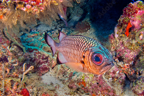 Bronze Soldierfish, Myripristis adusta, North Ari Atoll, Maldives, Indian Ocean, Asia
