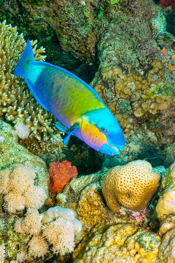Naklejka premium Parrotfish, Coral Reef, Red Sea, Egypt, Africa