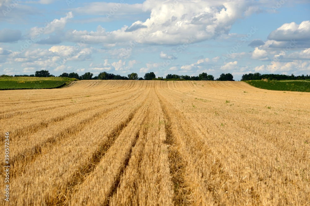 wheat field after the harvest in bright summer day, Vojvodina
