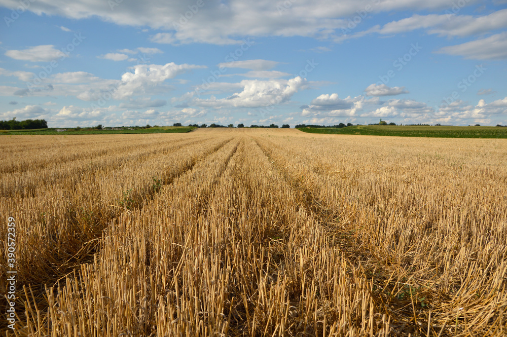 wheat field after the harvest in bright summer day, Vojvodina