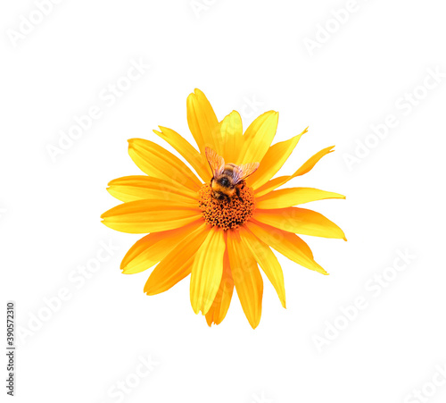 Fototapeta Yellow flower perennial Heliopsis helianthoides and bumblebee isolated on white