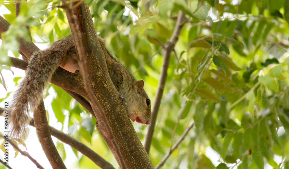 Squirrel on a tree branch in the shade photograph from below Squirrel on a tree branch in the shade photograph from below