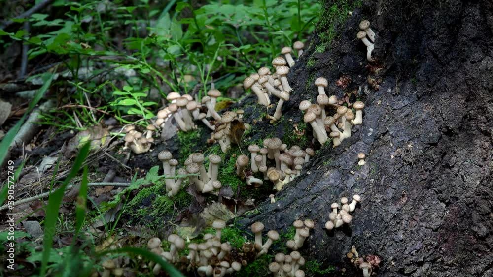 Cluster of honey fungus (Armillaria mellea) on a tree roots in an autumn forest. Cluster of honey fungus (Armillaria mellea) on a tree roots in an autumn forest.