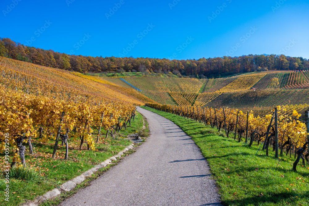 Struempfelbach - Vineyards at Weinstadt region - beautiful landscape in autum close to Stuttgart, Baden-Wuerttemberg, Germany