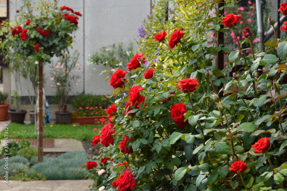 bush of blooming red roses in the garden