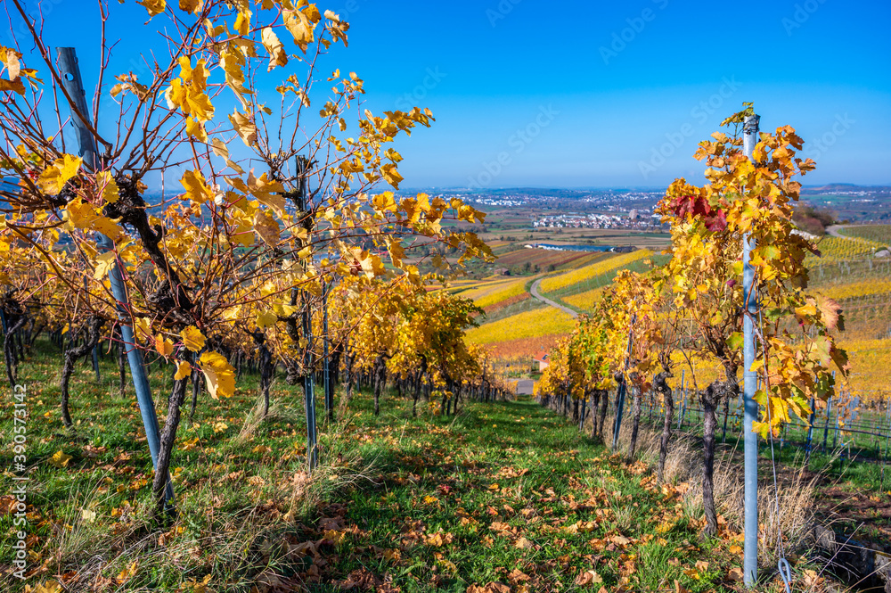 Naklejka premium Struempfelbach - Vineyards at Weinstadt region - beautiful landscape in autum close to Stuttgart, Baden-Wuerttemberg, Germany