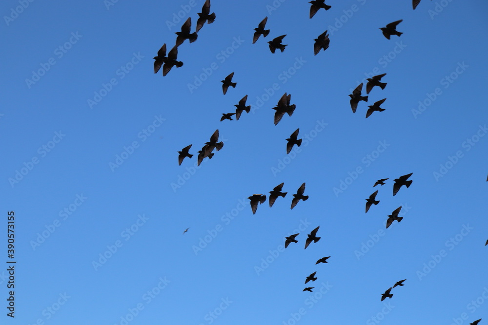 birds in flight