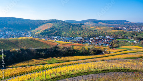 Struempfelbach - Vineyards at Weinstadt region - beautiful landscape in autum close to Stuttgart  Baden-Wuerttemberg  Germany
