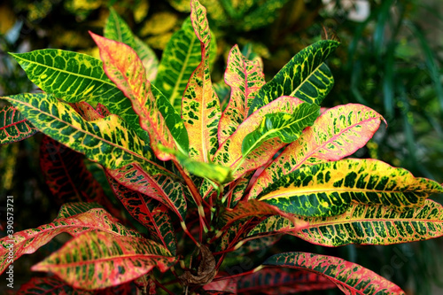 Schilderij op canvas Tropical exotic plants close up background