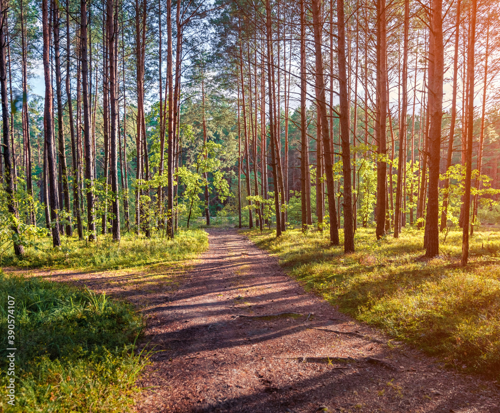 Fototapeta premium Impressive summer sunrise in spruce forest. Magic sunlight gloving trees and grass in Shatsky National Park, Svityaz lake location, Volyn region, Ukraine. Beauty of nature concept background..