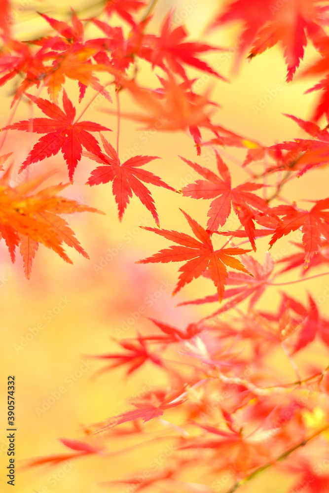 紅葉