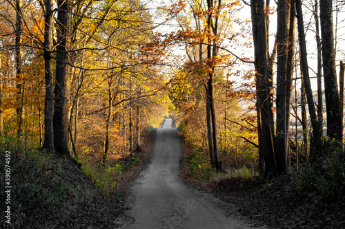 scenic country road through midwest lit by colorful autumn sun through fall leaves 