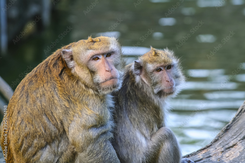 Taiwanese Macaque