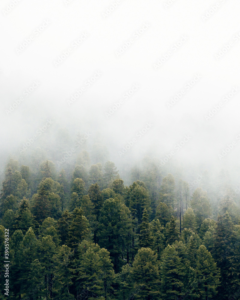 Plakat Nebellandschaft mit Wald
