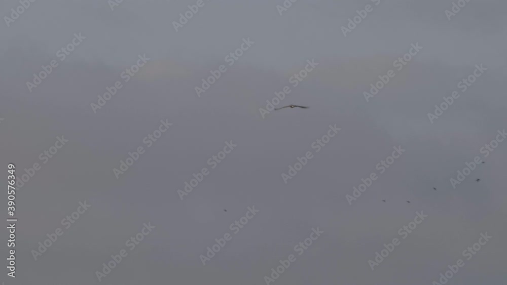 Long shot beautiful white hawk flying in the sky. Slow motion 4K Long shot beautiful white hawk flying in the sky. Slow motion 4K