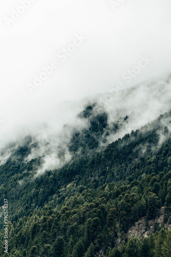 Düstere Waldlandschaft mit Nebel in den Alpen, Europa 