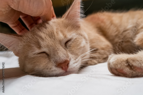Fototapeta Naklejka Na Ścianę i Meble -  Woman's hand stroking a red cat. Satisfied face of a domestic cat. The cat is sleeping on the bed. The concept of caring for pets