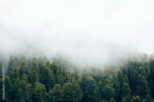 Wald mit Nebelschwaden im Herbst