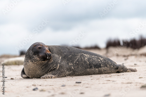 Harbor Seal (Phoca vitulina) at the edge of the ocean