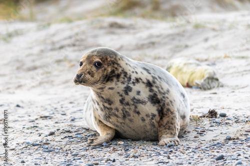 Harbor Seal (Phoca vitulina) at the edge of the ocean
