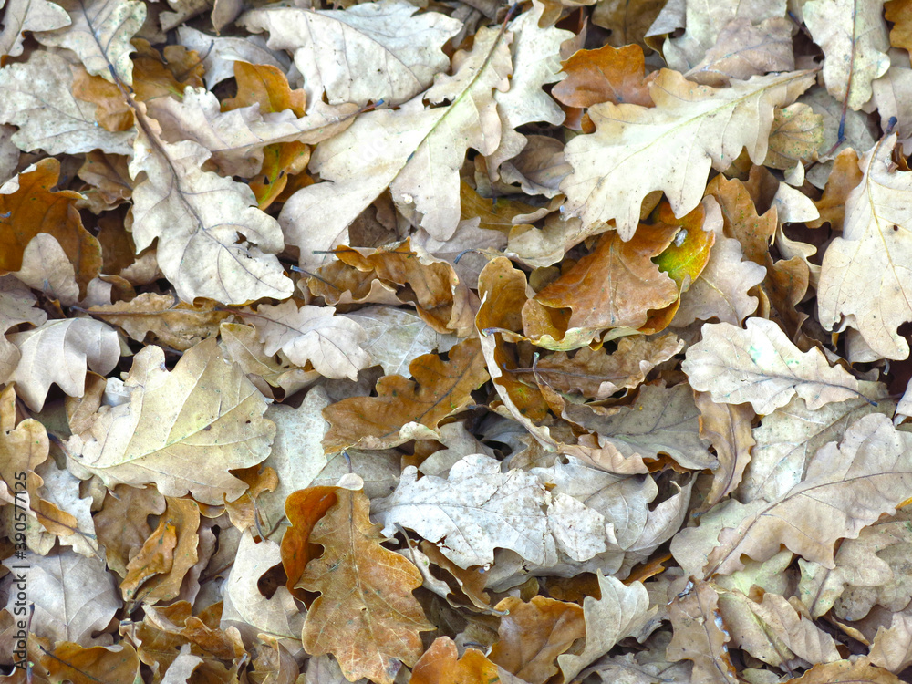 dry autumn fallen oak leaves, natural background