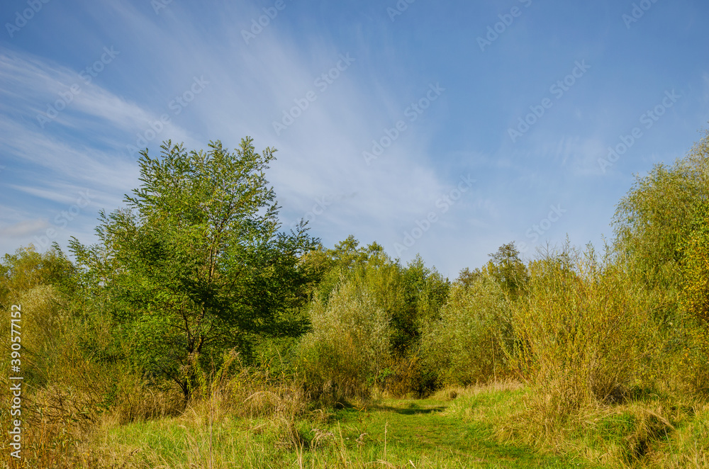 Landscape with autumn forest in the sunny day. Yellow and green forest in the fall season. Landscape with autumn forest in the sunny day. Yellow and green forest in the fall season.