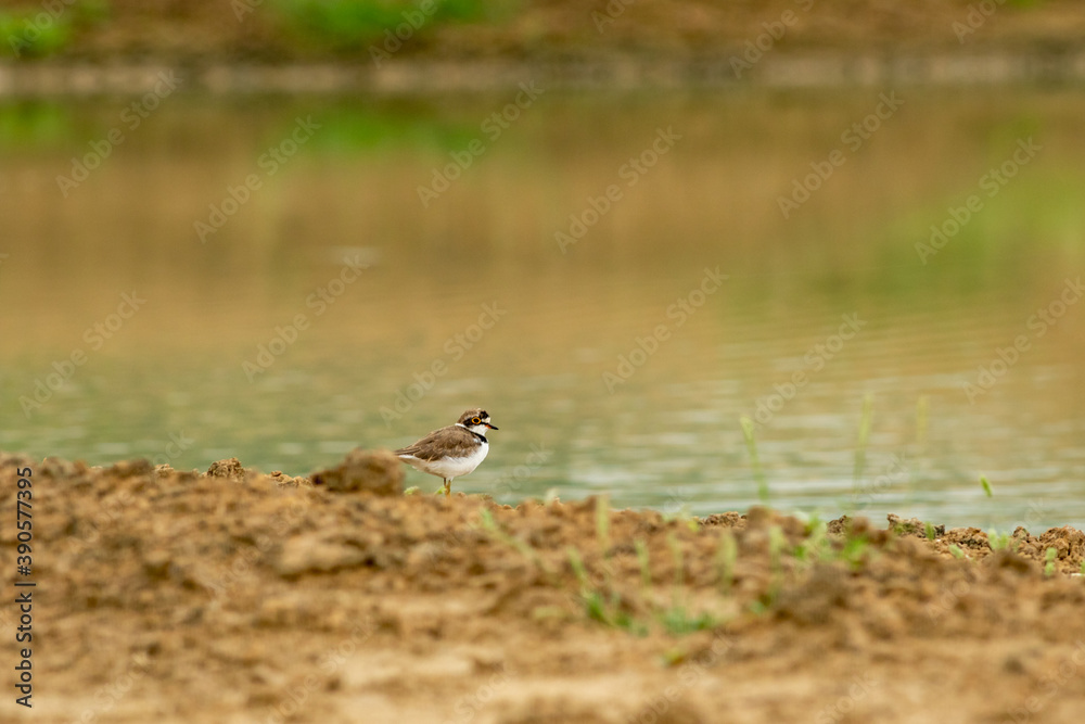 Habitat image of little ringed plover or Charadrius dubius near water body at keoladeo ghana national park or bharatpur bird sanctuary rajasthan india Habitat image of little ringed plover or Charadrius dubius near water body at keoladeo ghana national park or bharatpur bird sanctuary rajasthan india