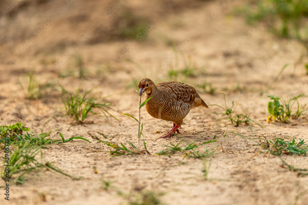grey francolin or grey partridge or Francolinus pondicerianus eating grass plant on a jungle track at Ranthambore national park or forest reserve rajasthan india grey francolin or grey partridge or Francolinus pondicerianus eating grass plant on a jungle track at Ranthambore national park or forest reserve rajasthan india