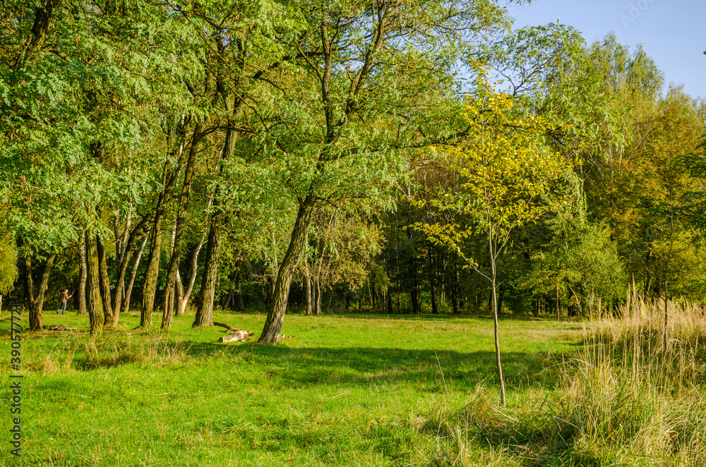 Landscape with autumn forest in the sunny day. Yellow and green forest in the fall season.
