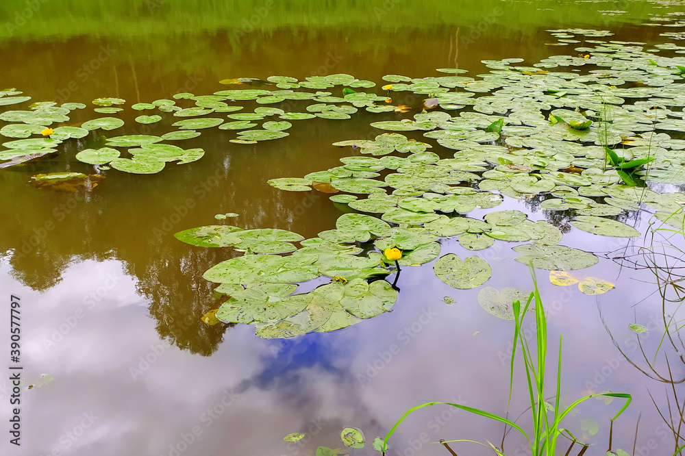 The green leaves of aquatic plants float on the surface of the water. Overgrown pond in the summer. A wetland with grass in Russia