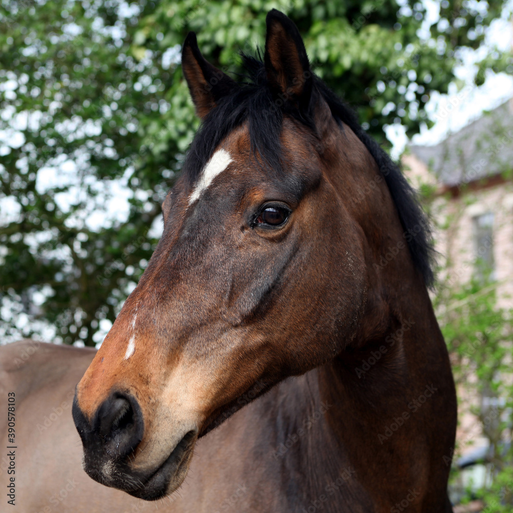 Obraz premium Portrait d'un cheval bai