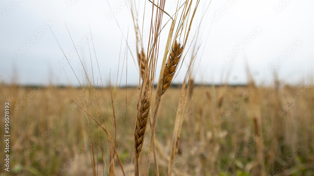 Fototapeta premium Spikelets of rye in the field. Village field