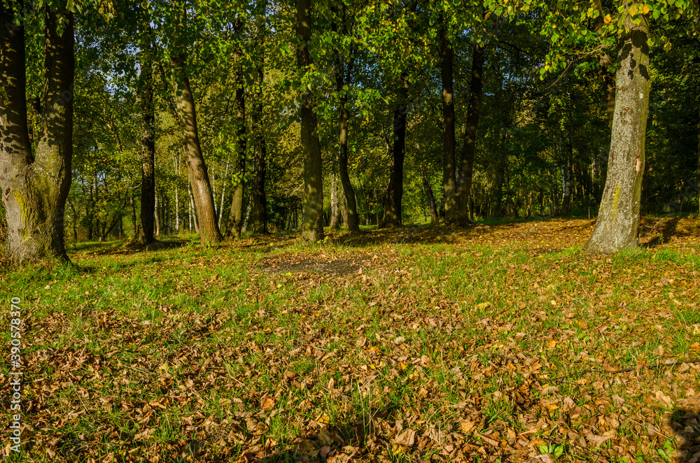 Landscape with autumn forest in the sunny day. Yellow and green forest in the fall season. Landscape with autumn forest in the sunny day. Yellow and green forest in the fall season.