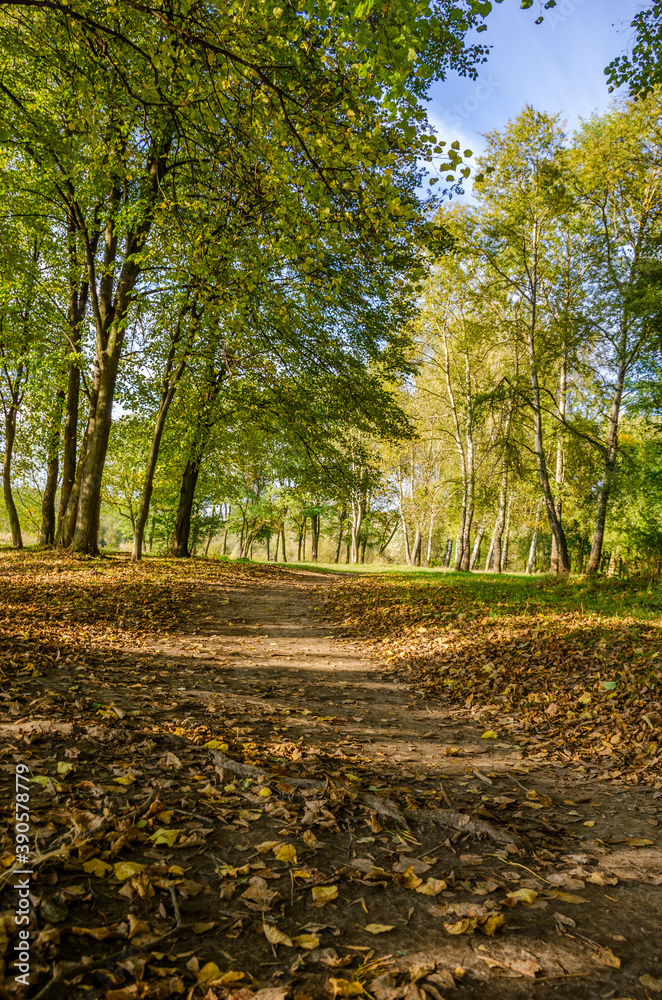 Naklejka premium Landscape with autumn forest in the sunny day. Yellow and green forest in the fall season.