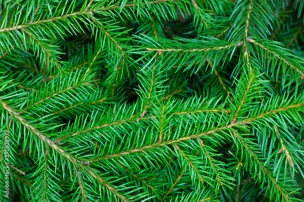 Background from green spruce branches. Close-up of a Christmas tree Background from green spruce branches. Close-up of a Christmas tree