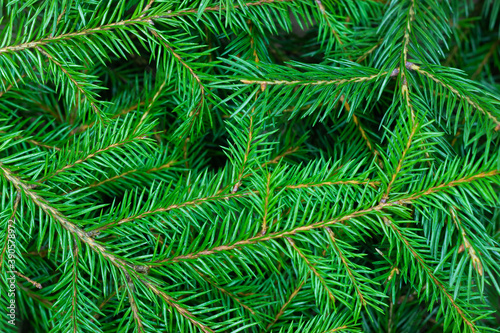 Background from green spruce branches. Close-up of a Christmas tree