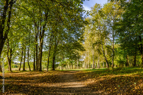 Landscape with autumn forest in the sunny day. Yellow and green forest in the fall season.