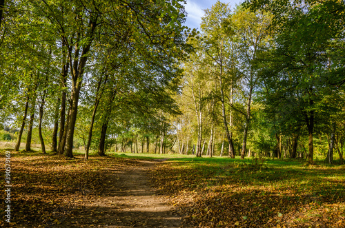 Landscape with autumn forest in the sunny day. Yellow and green forest in the fall season.