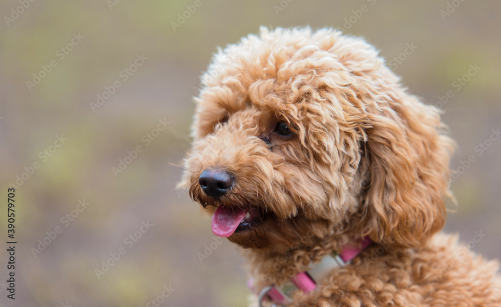 Brown poodle portrait