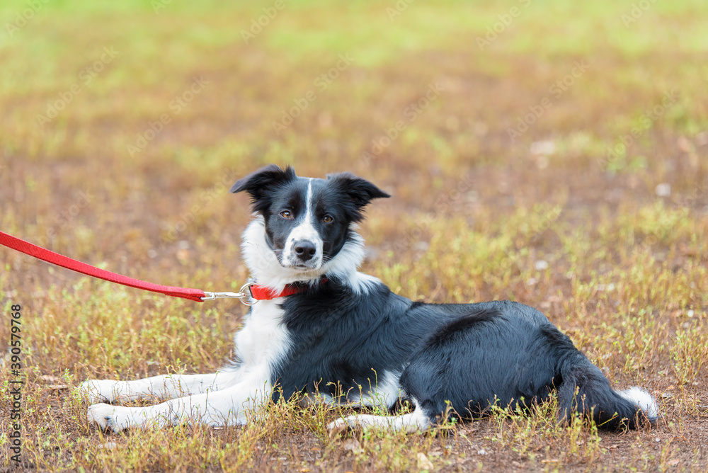 Beautiful Border collie portrait Beautiful Border collie portrait